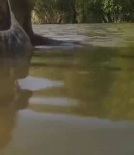 Stella (55) - Sopron